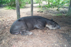 Snoozing Tapir (Belize)