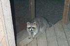 Back Door Raccoon (Arkansas)