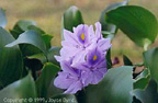 Water Hyacith (Texas)