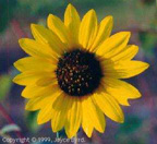 Sunflower (Texas)